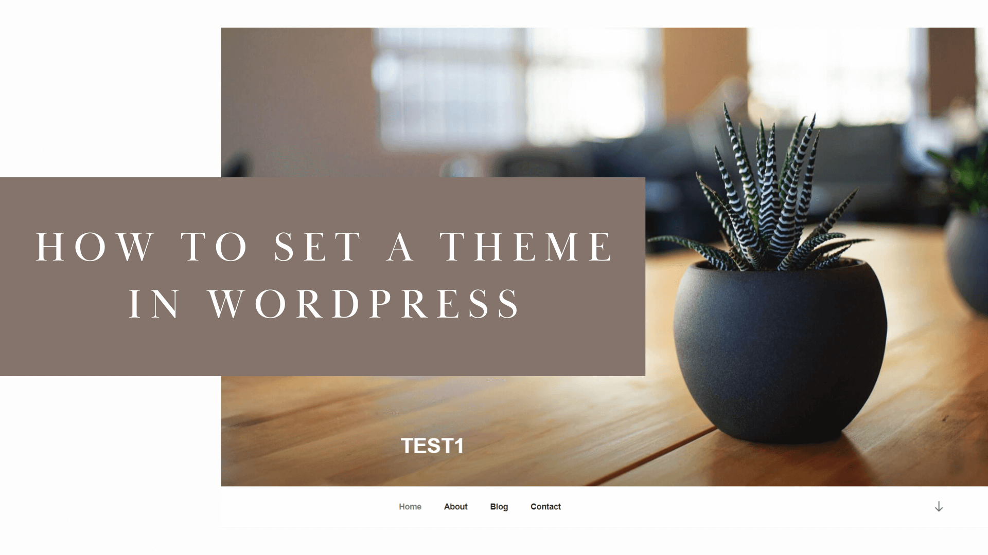 WordPress News: How to Set a Theme in Wordpress